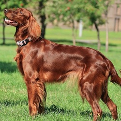 Пазл: Ирландский сеттер