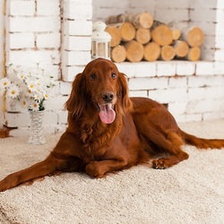 Пазл: Ирландский сеттер