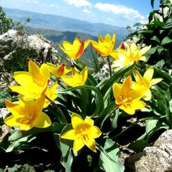 Пазл: Весна в горах