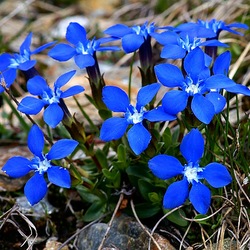 Пазл: Горечавка