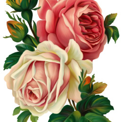 Пазл: Розы