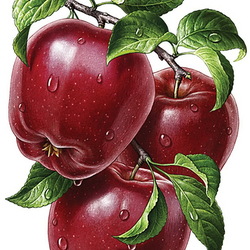 Пазл: Яблоки