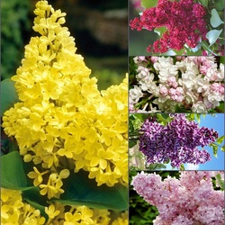 Пазл: Сортовая сирень