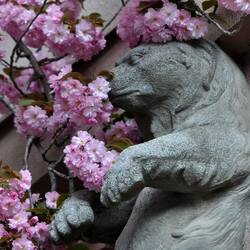 Пазл: Сакура цветет