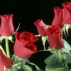 Пазл: Бутоны алых роз