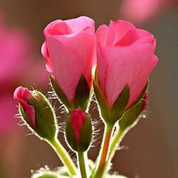 Пазл:  Бутоны в розовых тонах