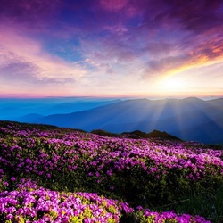 Пазл: Горные цветы