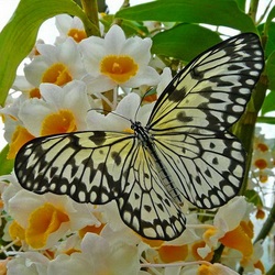 Пазл: Запах весны