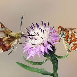 Пазл: Аромат весны