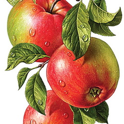 Пазл: Яблоки