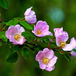 Пазл: Ветка шиповника