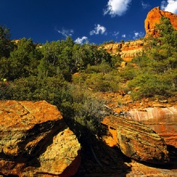Пазл: Деревья на скалах
