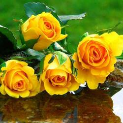 Пазл: Желтые розы