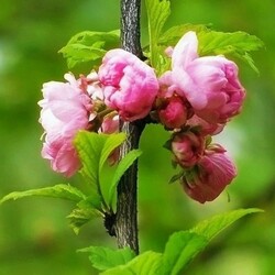 Пазл: Так цветет миндаль