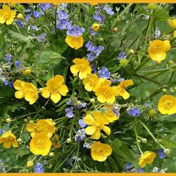 Пазл: Полевые цветы