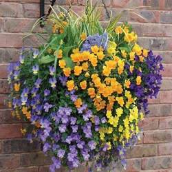 Пазл:  Ампельные цветы