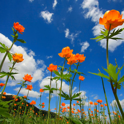 Пазл: Жарки