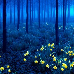 Пазл: Сказки Черного леса