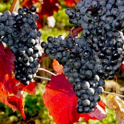 Пазл: Виноград