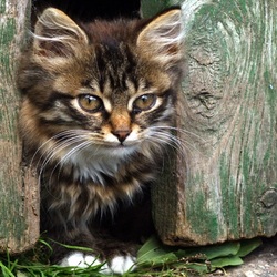 Пазл: Котенок