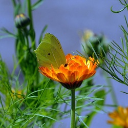 Пазл: Летний день