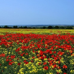 Пазл: Поляна маков