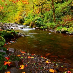 Пазл: Осень в лесу