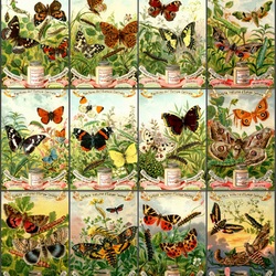 Пазл: Бабочки