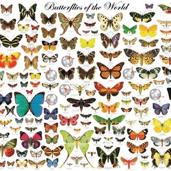 Пазл: Бабочка мира