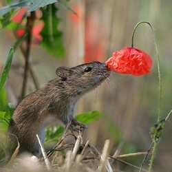 Пазл: Аленький цветочек