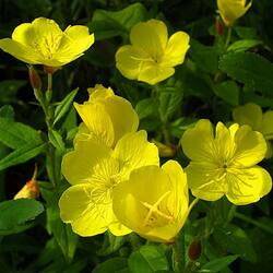 Пазл: Энотера