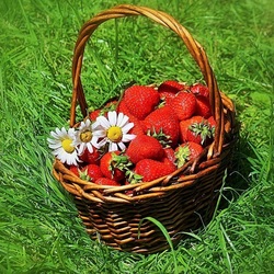 Пазл: На  лужайке