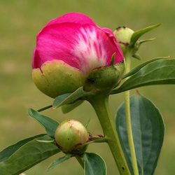 Пазл: Бутон пиона