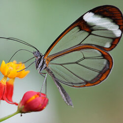 Пазл: Бабочка со стеклянным крыльями