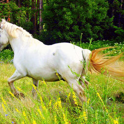 Пазл: Белая лошадь