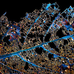 Пазл: Старый лист