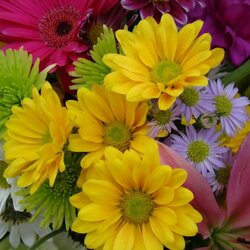 Пазл:  Хризантемы