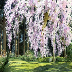 Пазл: Дерево в цвету