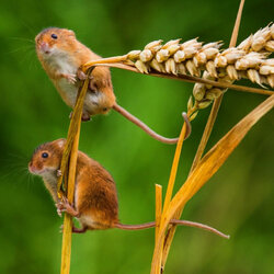 Пазл: Любопытство