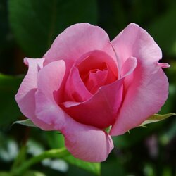 Пазл: Розовая нежность