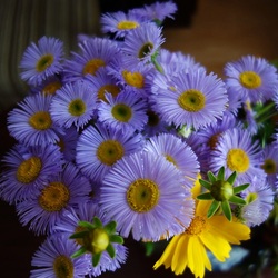 Пазл: Реснички