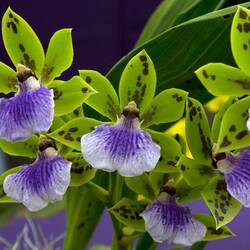 Пазл: Орхидея