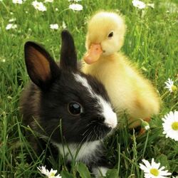 Пазл: Два друга