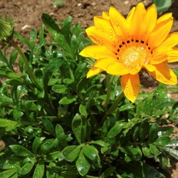 Пазл: Солнышко