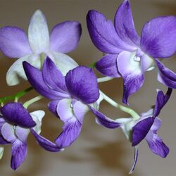 Пазл: Орхидея