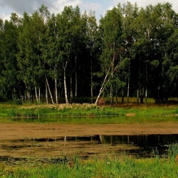 Пазл: Заболоченное озерцо