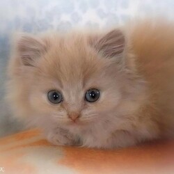 Пазл: Малышка