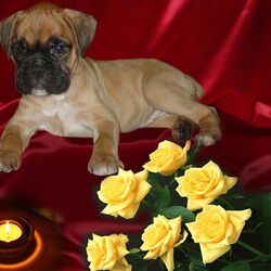 Пазл: Собачка и розы