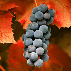 Пазл: Виноград