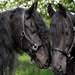 Пазл: Парочка